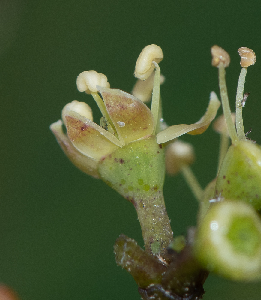 Изображение особи Heptapleurum arboricola.