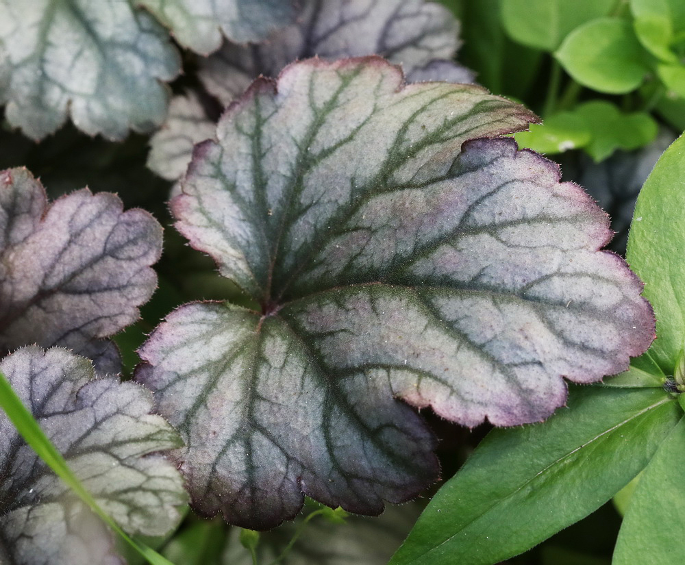 Изображение особи род Heuchera.