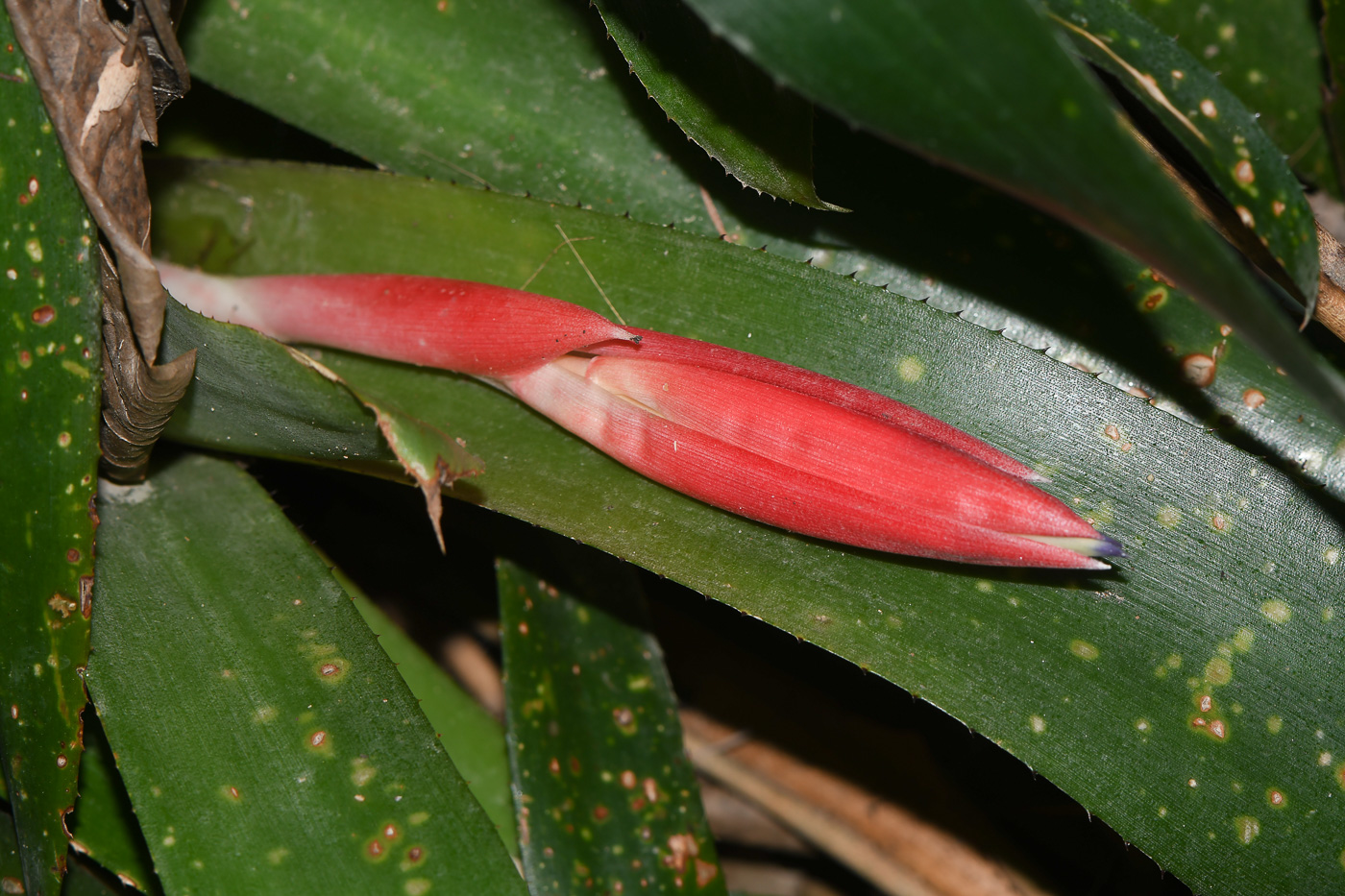 Изображение особи Billbergia lietzei.