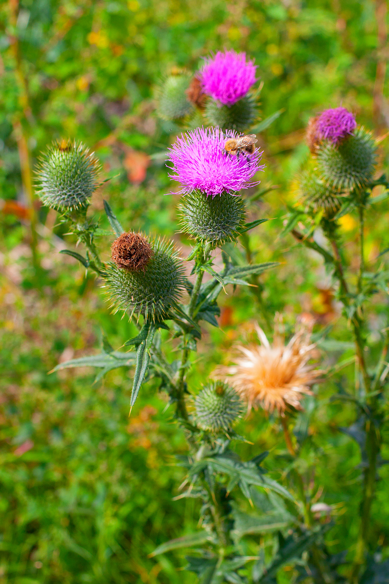 Image of Cirsium vulgare specimen.