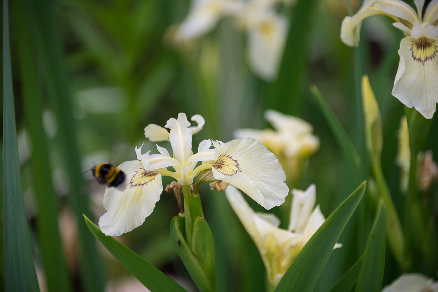 Изображение особи Iris pseudacorus.