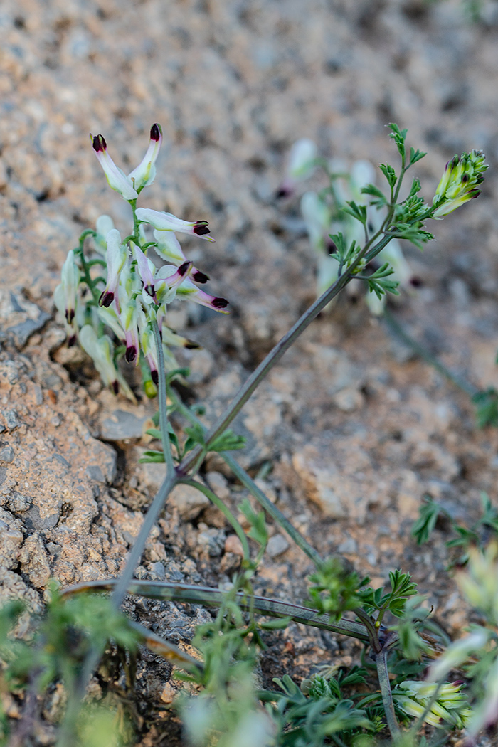 Image of Fumaria capreolata specimen.