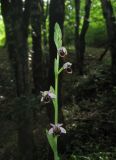 Ophrys oestrifera. Верхушка соцветия с цветками и бутонами. Краснодарский край, м/о город-курорт Сочи, окр. с. Хлебороб, лиственный лес. 12 июня 2017 г.