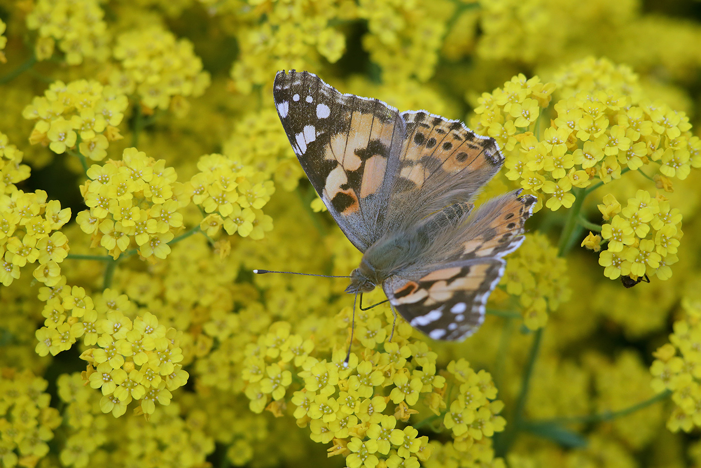 Изображение особи Aurinia saxatilis.