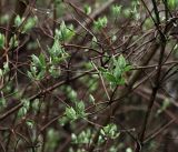 Philadelphus pubescens. Ветви с молодыми листьями. Московская обл., Раменский р-н, окр. дер. Хрипань, садовый участок. 02.05.2019.