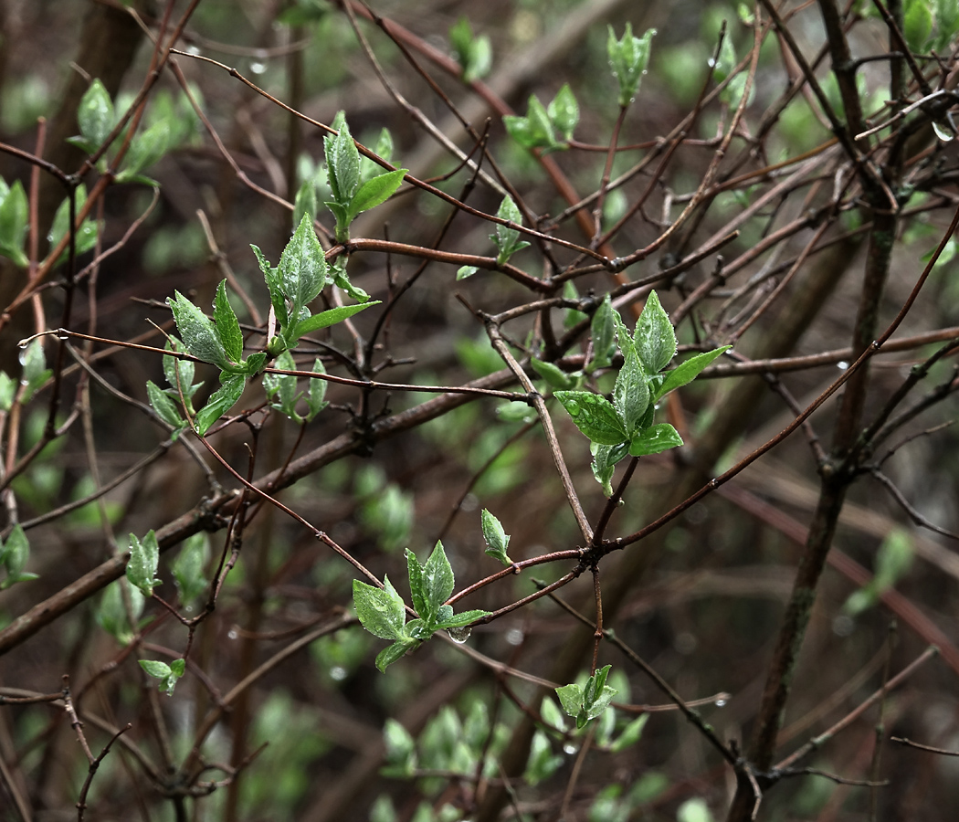 Изображение особи Philadelphus pubescens.