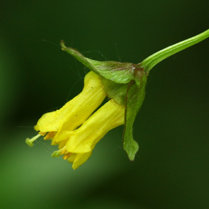 Image of Lonicera involucrata specimen.