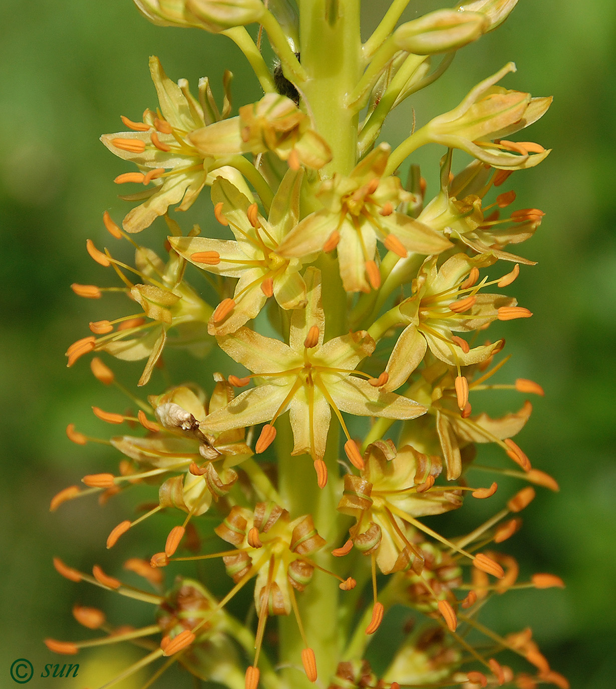 Изображение особи Eremurus spectabilis.