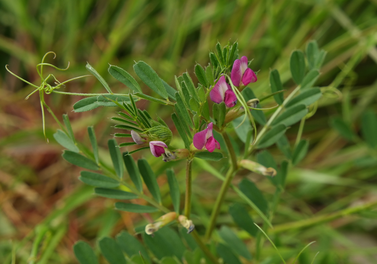 Изображение особи Vicia cordata.