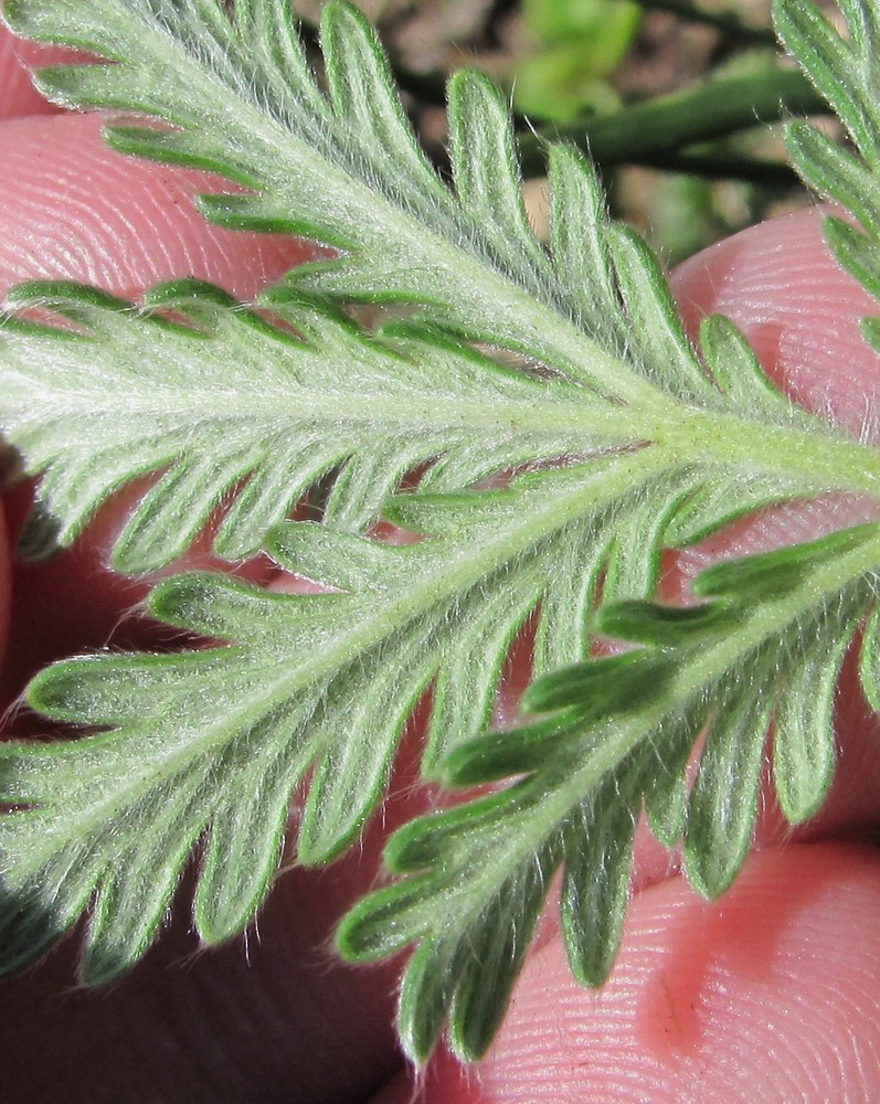 Image of Potentilla agrimonioides specimen.