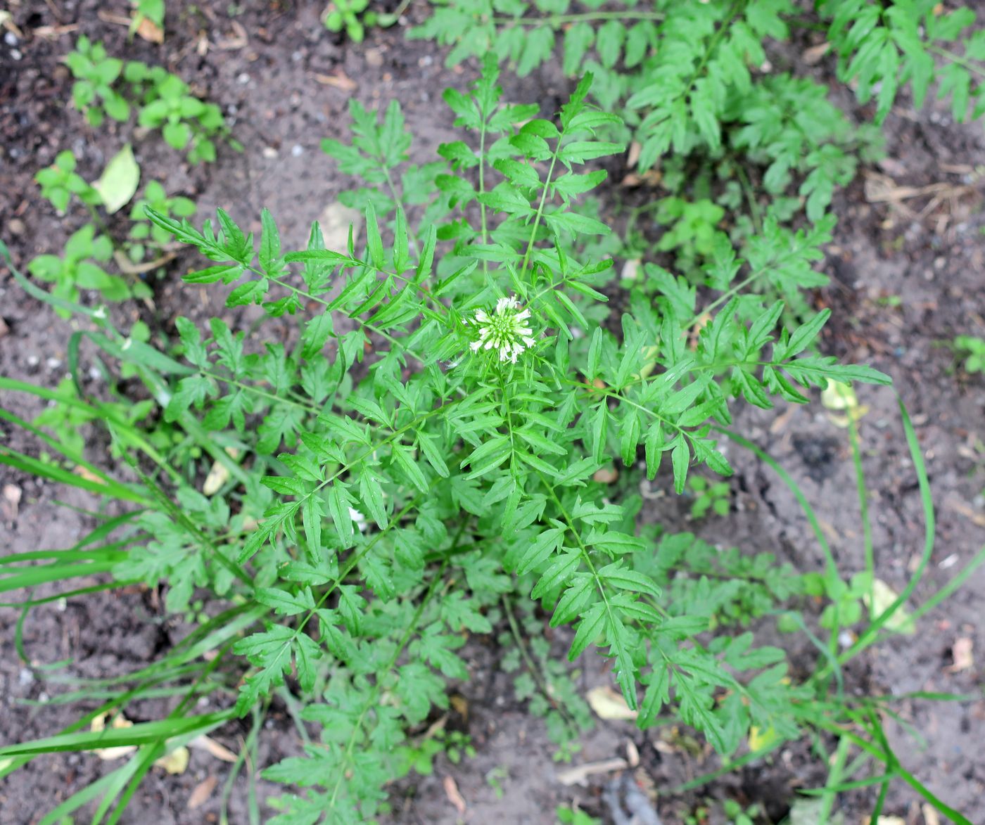 Image of Cardamine impatiens specimen.