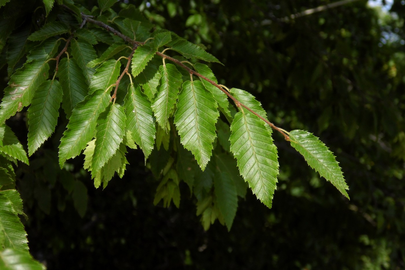 Изображение особи Carpinus orientalis.