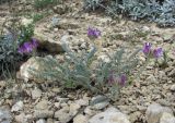 Astragalus onobrychioides. Цветущее растение. Дагестан, Левашинский р-н, окр. с. Леваши, ок. 1400 м н.у.м., каменистое место. 09.06.2019.