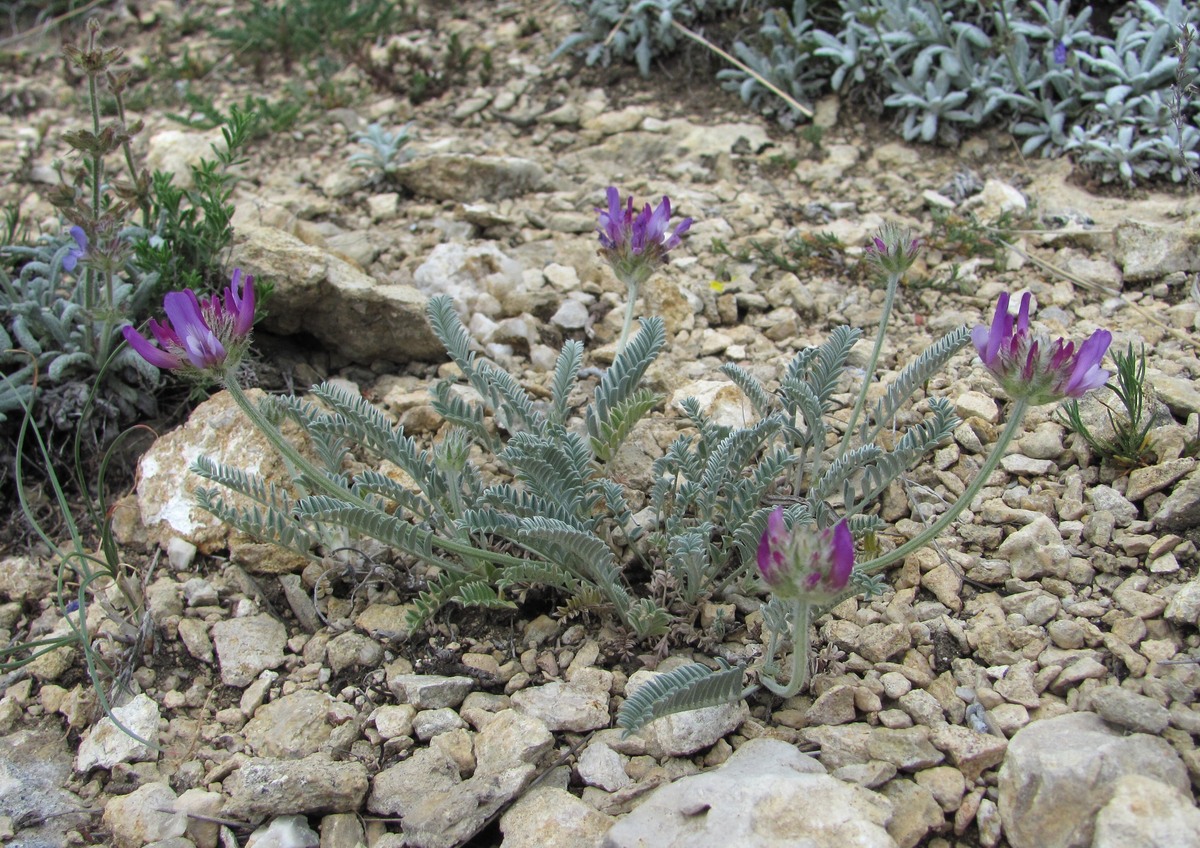Image of Astragalus onobrychioides specimen.