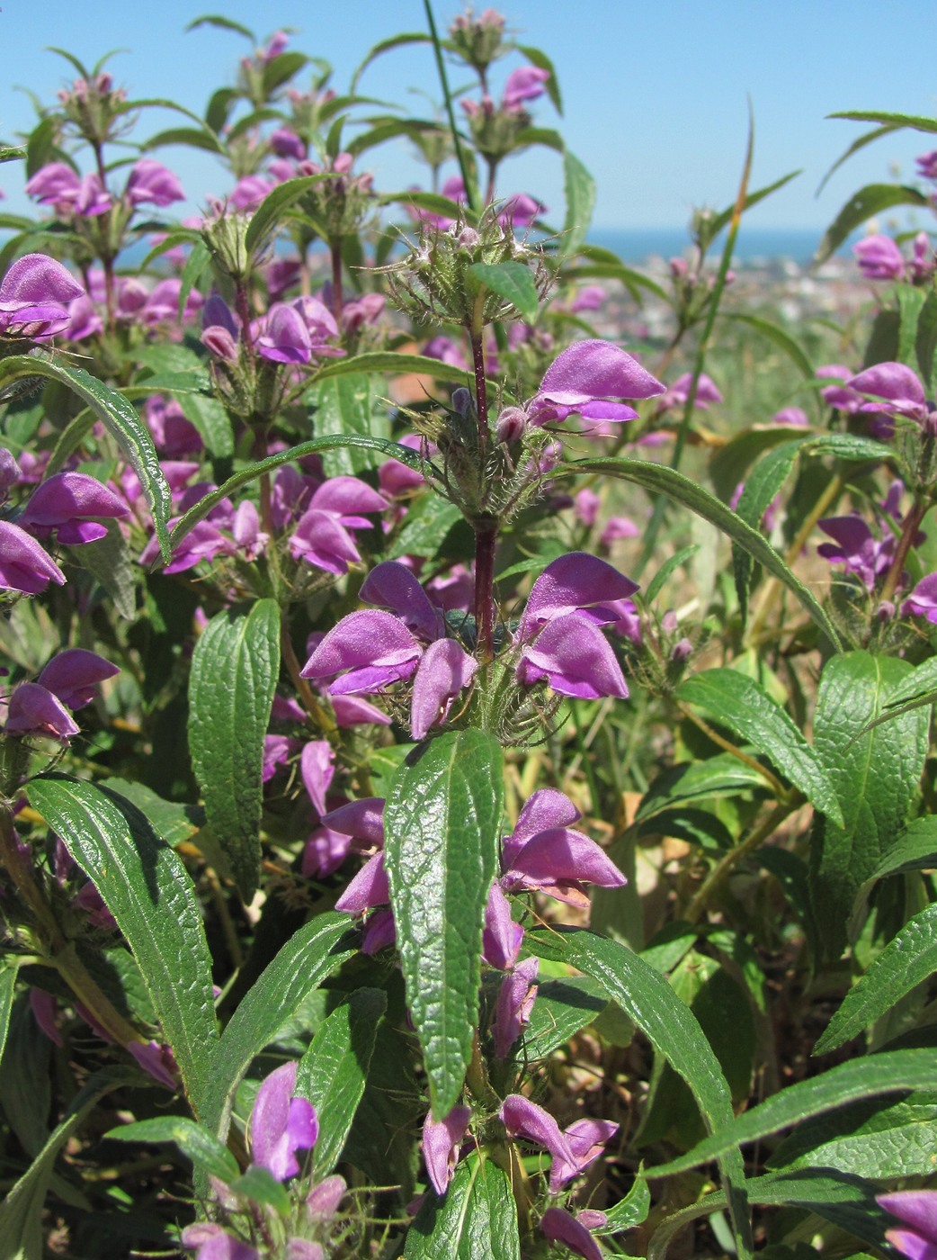 Image of Phlomis pungens specimen.