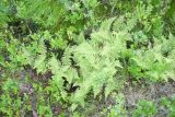 Athyrium distentifolium. Вегетирующие растения. Окр. Мурманска, склон сопки восточной экспозиции, пояс берёзового редколесья. 10.08.2019.