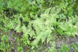 Athyrium distentifolium. Вегетирующие растения. Окр. Мурманска, склон сопки восточной экспозиции, пояс берёзового редколесья. 10.08.2019.