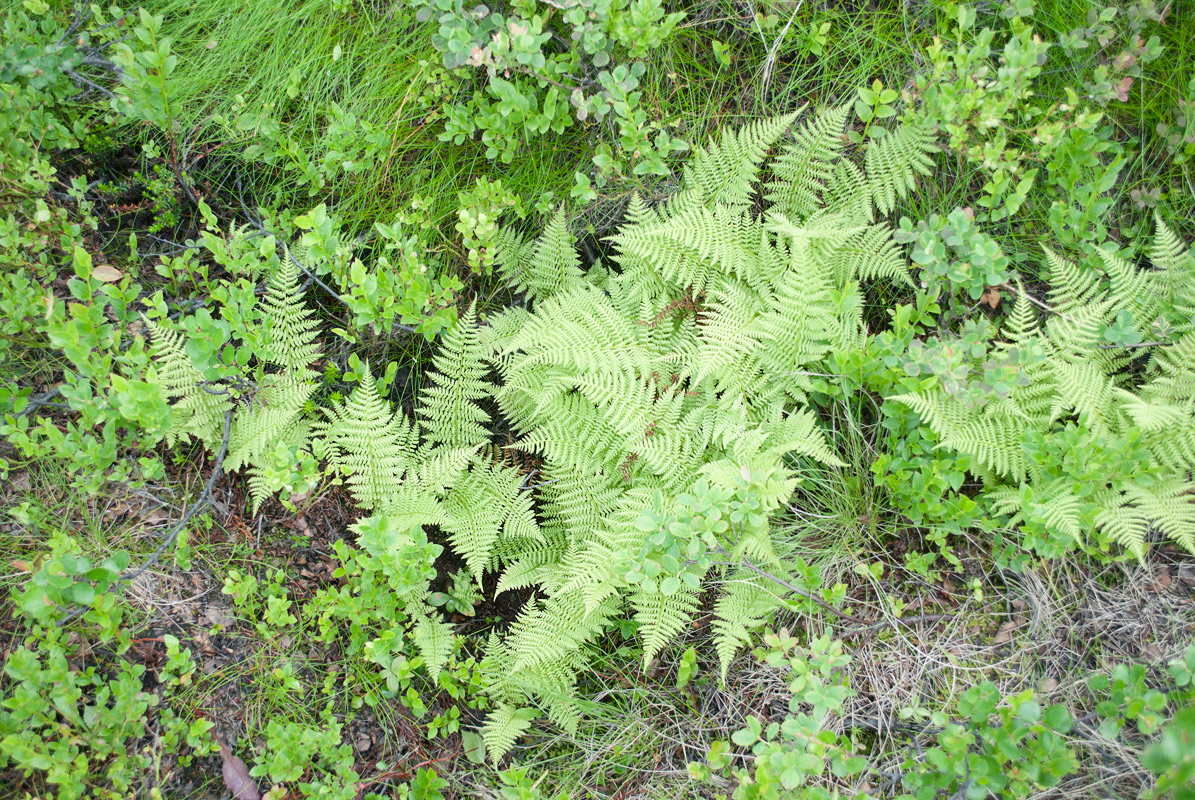 Image of Athyrium distentifolium specimen.