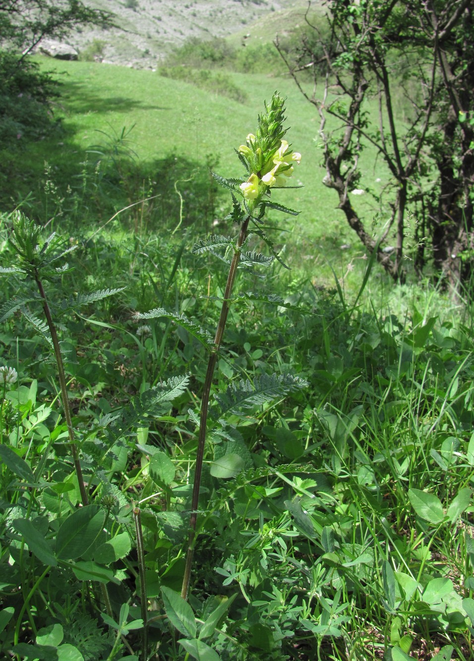 Изображение особи Pedicularis daghestanica.