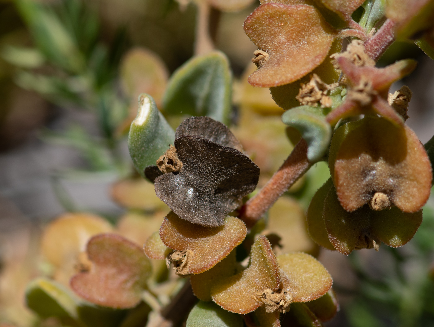 Изображение особи Tetragonia decumbens.