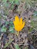 Crocus scharojanii