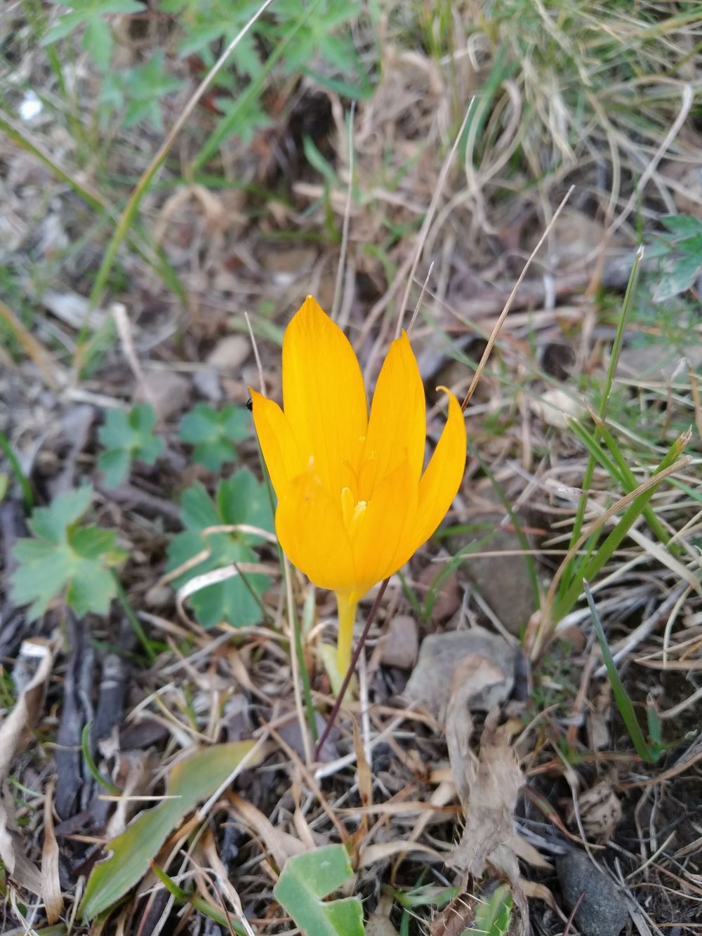 Изображение особи Crocus scharojanii.