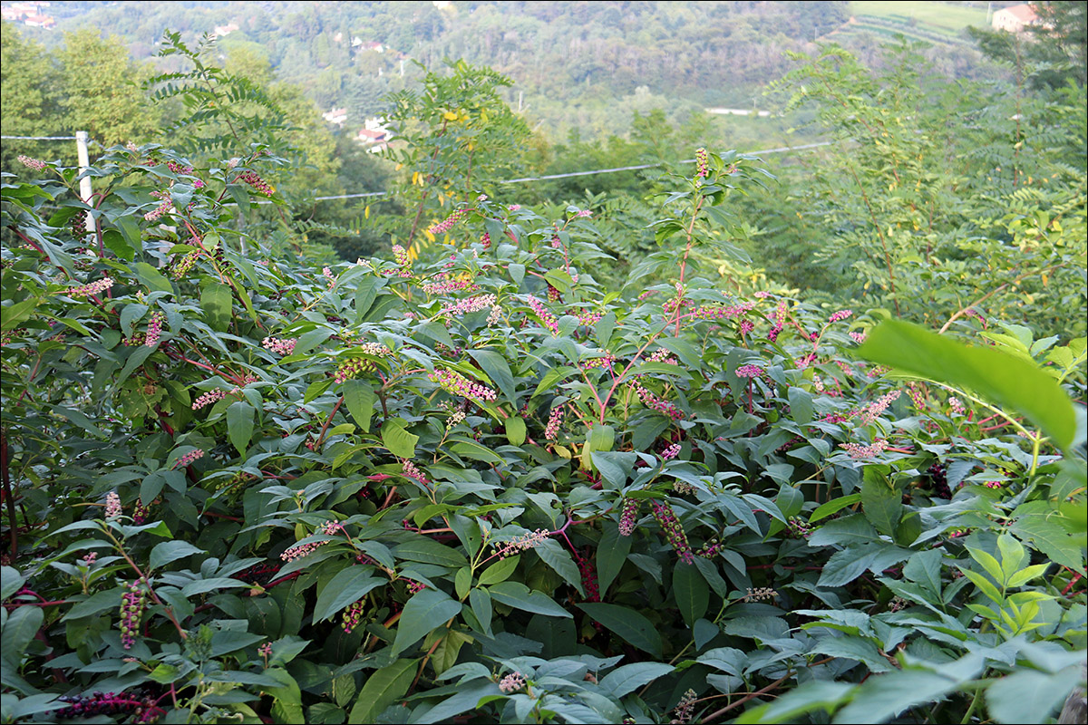 Image of Phytolacca americana specimen.