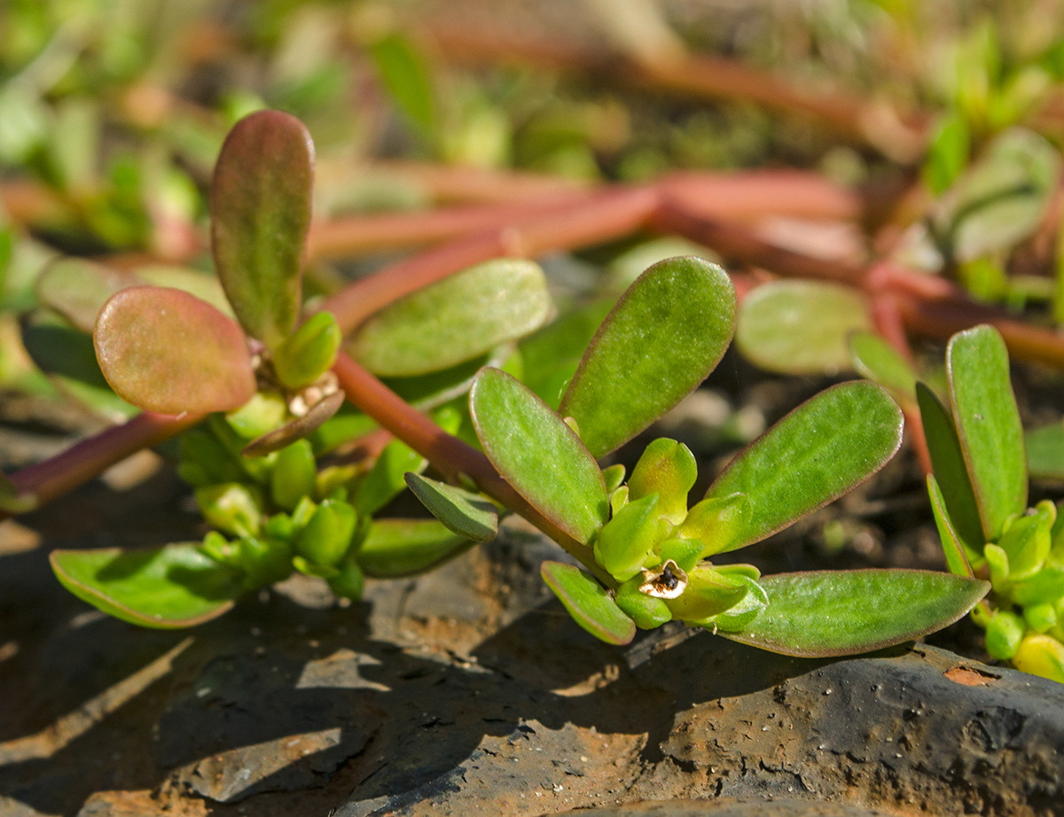 Image of Portulaca oleracea specimen.