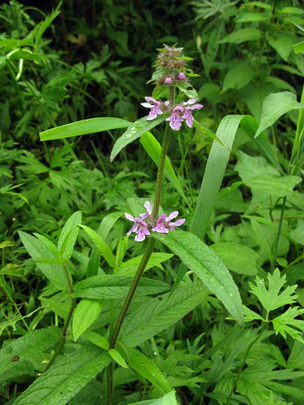 Изображение особи Stachys palustris.