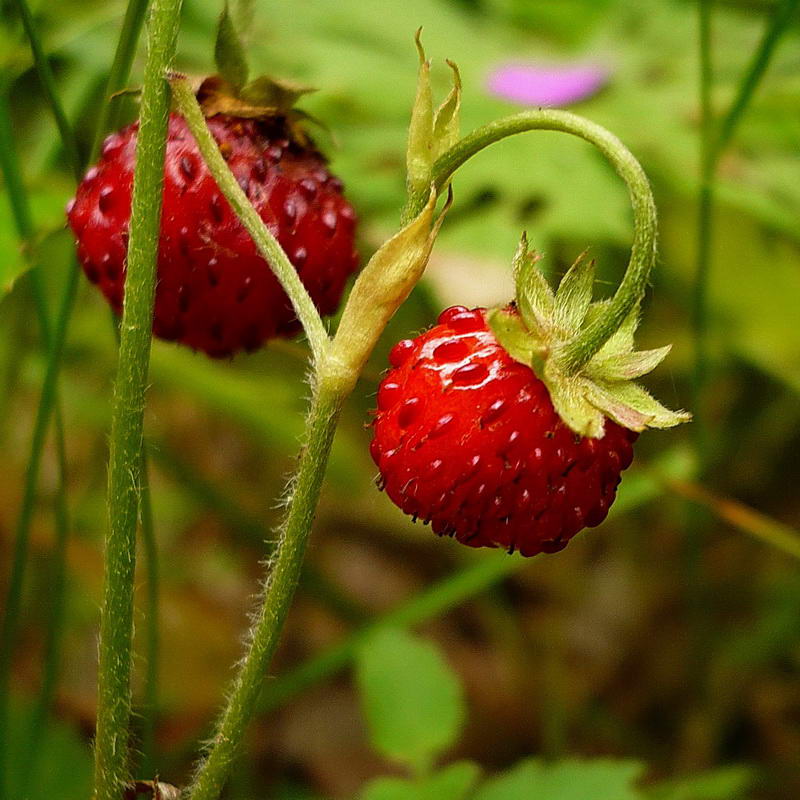 Изображение особи Fragaria vesca.