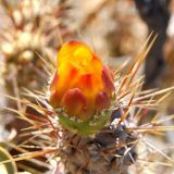 Cumulopuntia sphaerica