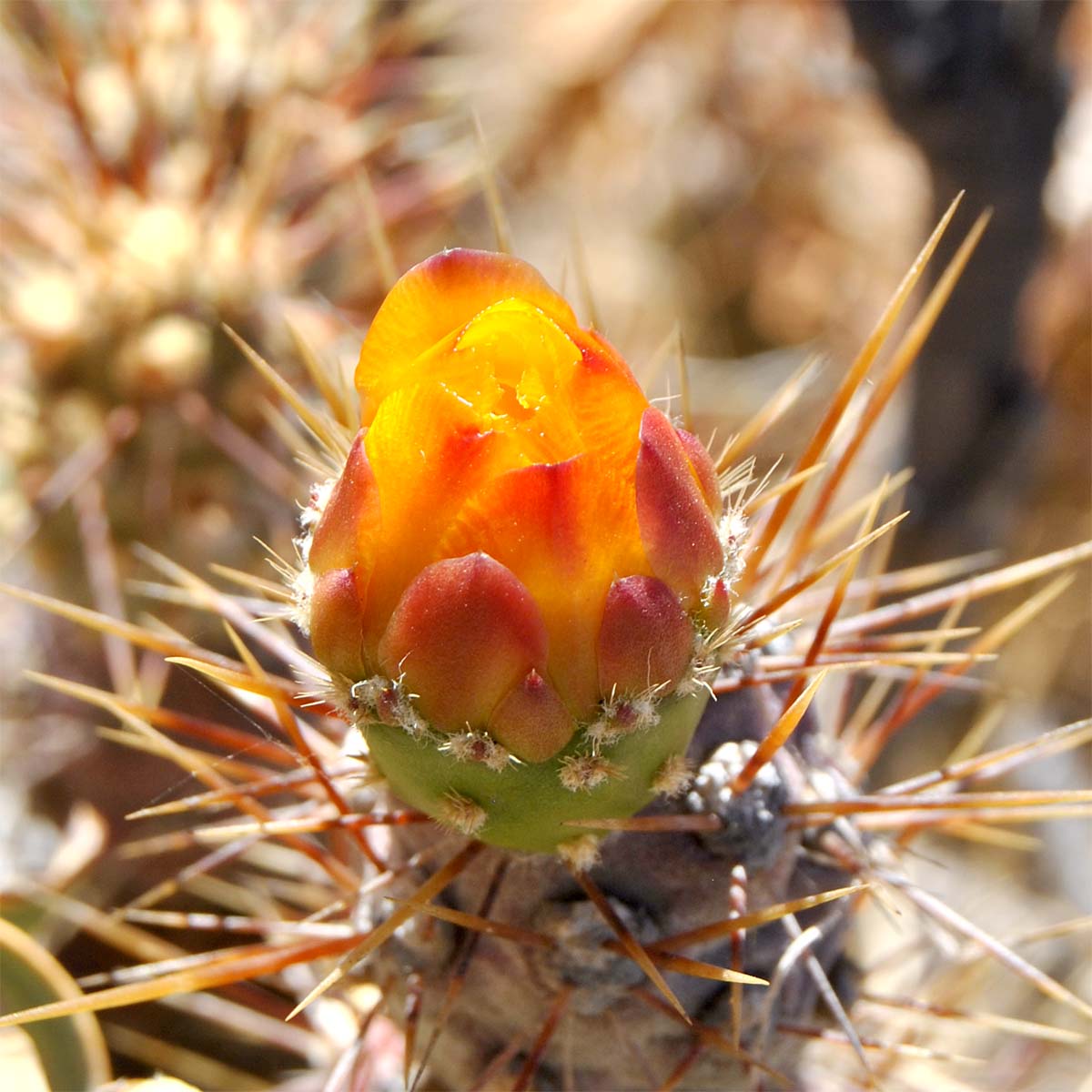 Image of Cumulopuntia sphaerica specimen.