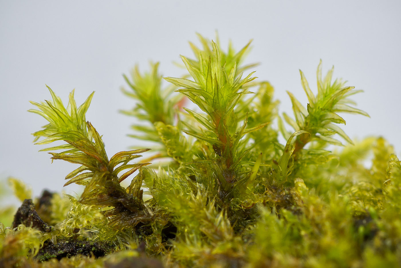 Image of Lewinskya speciosa specimen.