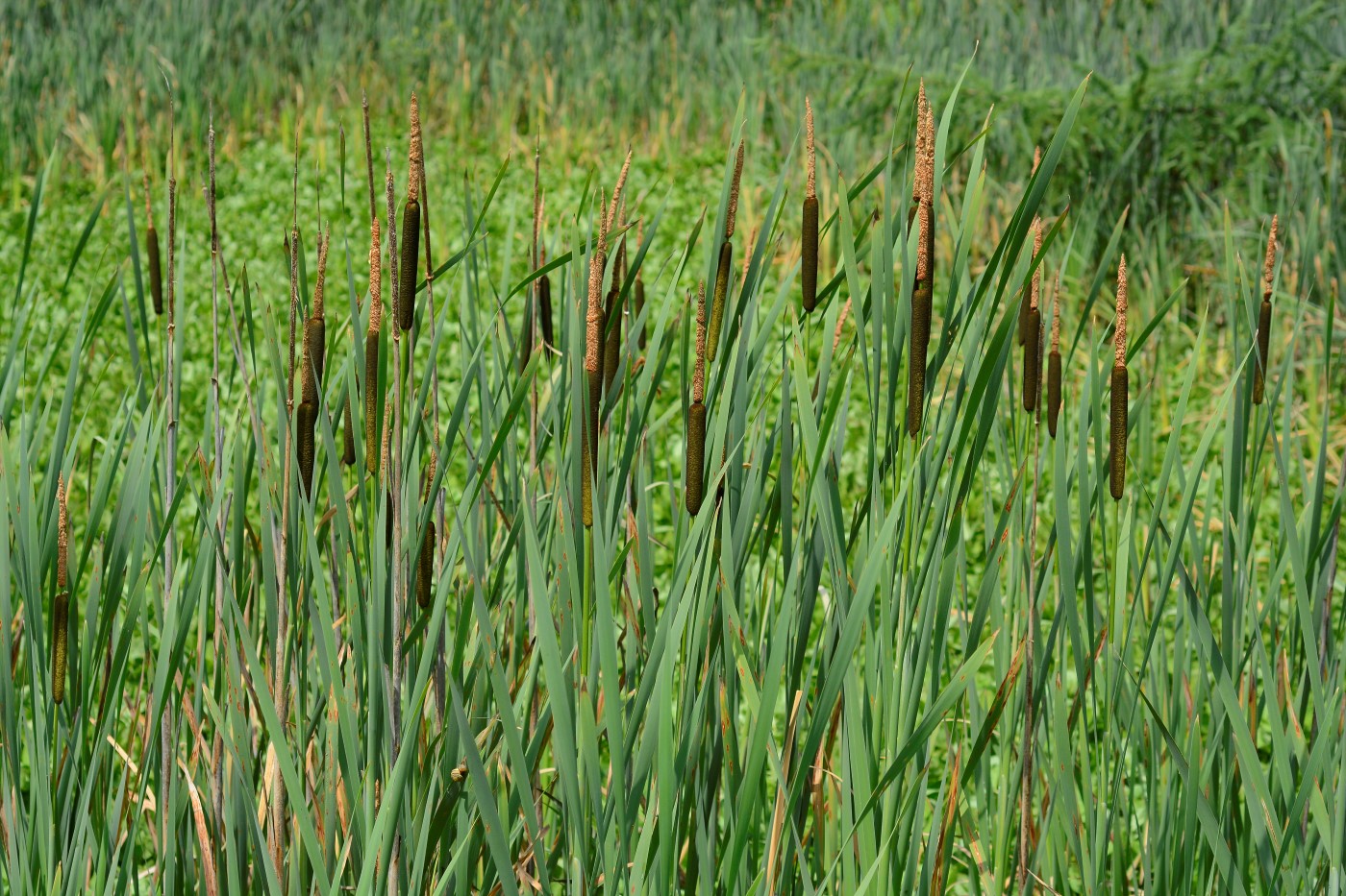 Image of Typha latifolia specimen.