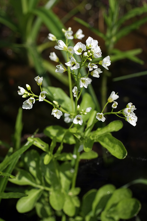 Изображение особи Cardamine amara.