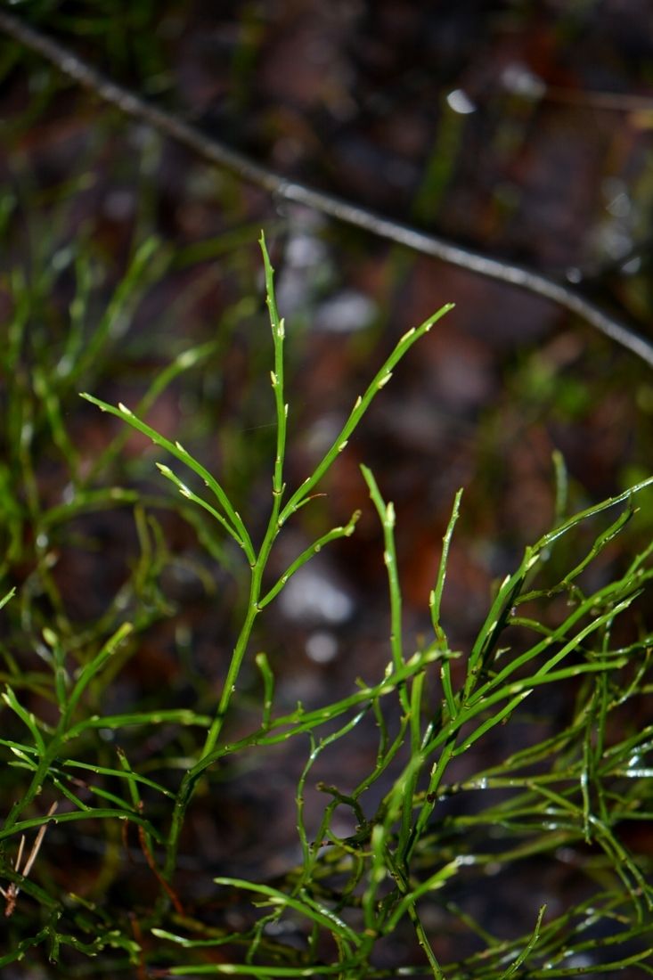 Image of Vaccinium myrtillus specimen.