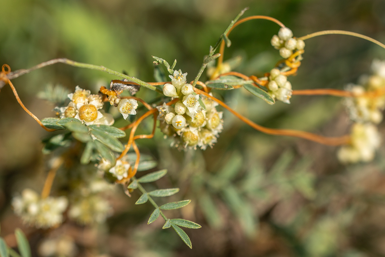 Image of Cuscuta cesatiana specimen.