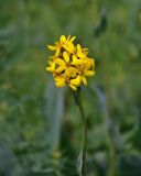 Ligularia altaica