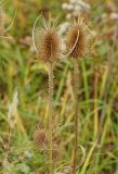 Dipsacus fullonum