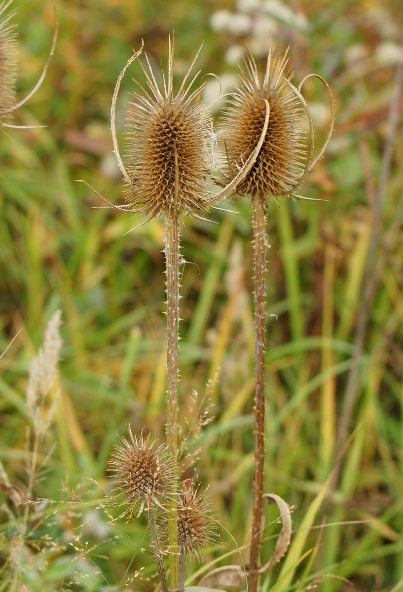 Image of Dipsacus fullonum specimen.