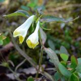 Melampyrum pratense. Верхушка побега с соцветием. Свердловская обл., окр. г. Североуральск, склон Сосьвинского хребта. 29.06.2010.