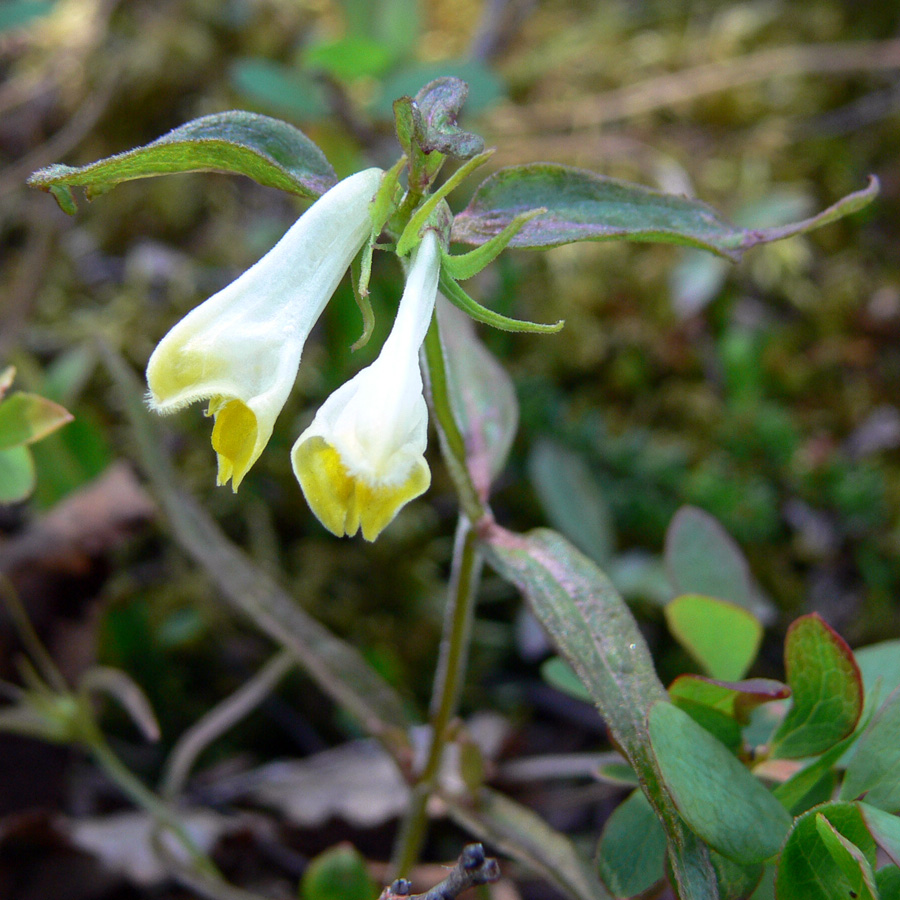 Изображение особи Melampyrum pratense.