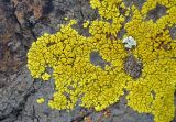 Pleopsidium flavum