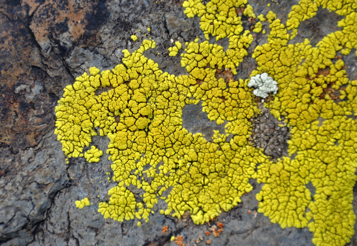 Image of Pleopsidium flavum specimen.