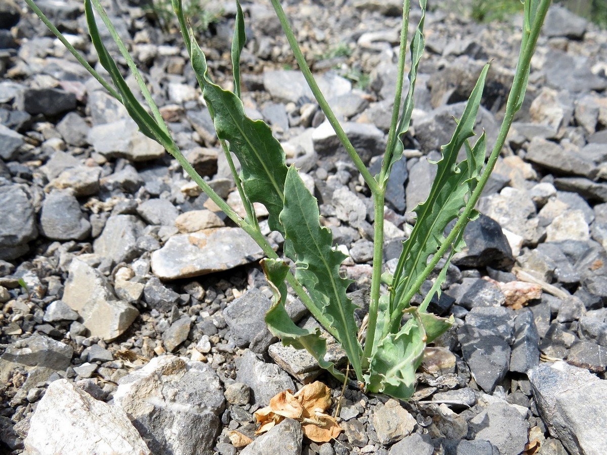 Image of Youngia serawschanica specimen.