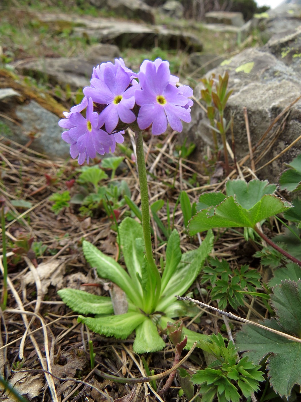 Image of Primula algida specimen.