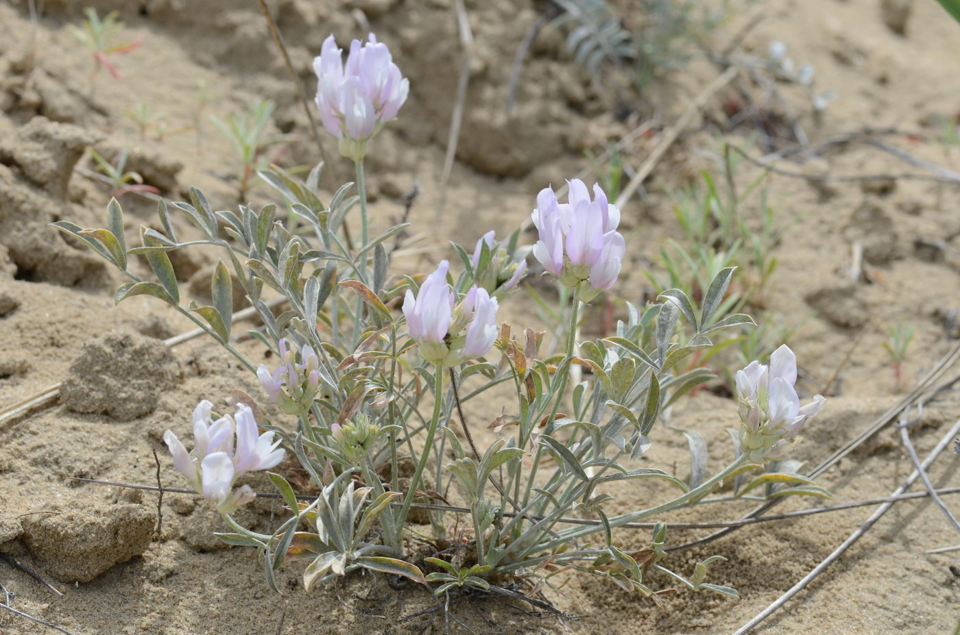 Изображение особи Astragalus sabuletorum.