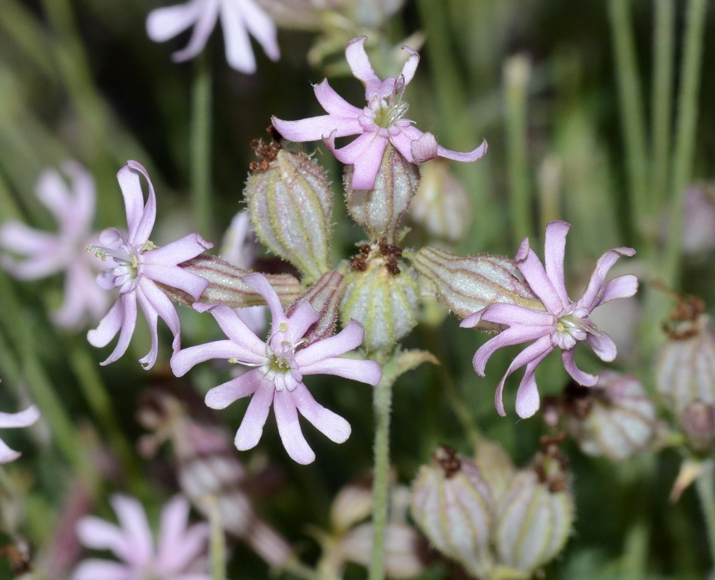 Изображение особи Silene brahuica.