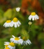 Tripleurospermum inodorum