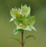 Image of taxon representative. Author is Роланд Цандекидис